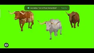 Cows Running Green Screen | Green Screen cow | Green Screen Cartoon video | 