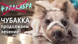 Лечим и обрабатываем. Кошкиспасы подарили стол!