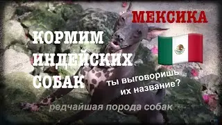 Кормим индейских собак Ксолоитцкуинтли I Мексика, Юкатан - Вит Следопыт