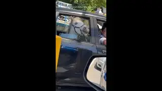 'He's excited for his ice cream!': Mini horse spotted at Macca's drive-thru