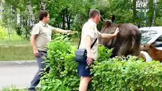Городские лоси Заречного контактны, но... 
