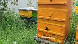УЛЕЙ ДЛЯ СЛЕПЫХ И ОГРАНИЧЕННЫХ ПО ЗРЕНИЮ, ИСПЫТАНИЯ.
