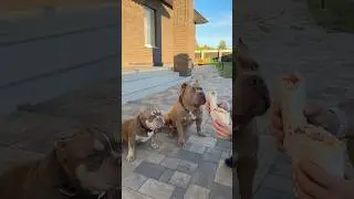 Собаки едят вредную, жирную и соленую шаурму!! Хотите Мега мышечного пса?!!