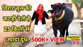 विराट बुल की कटड़ी देती है 25 किलों से ज्यादा दूध || Virat Bull Gumer || Pashupalan vikas manch