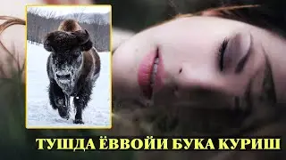 Туш табири - Тушда Ёввойи бука куриш