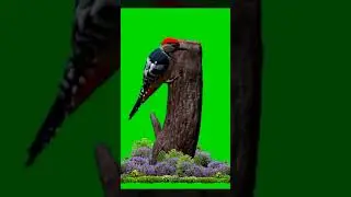 Birds  Green  Screen  No Copyright  /Green screen animation effects/Green screen Cartoon
