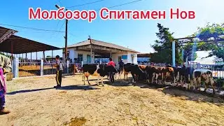 Молбозор Спитамен Нов.Полный Обзор.18.06.2023.