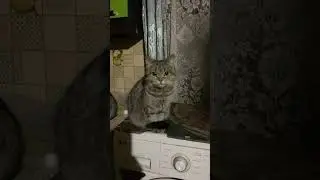 А я на тебя смотрю?! #shortvideo #shortsfeed #shortsviral