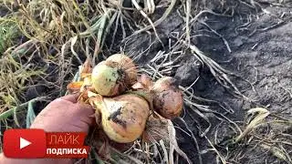 Лук на перо ШТУТГАРТ (Продам лук на выгонку пера)