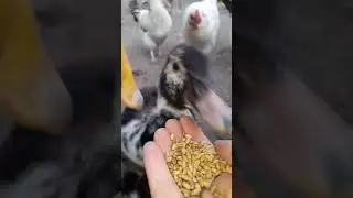 Деревенский Зоопарк - Утиные Истории 😂