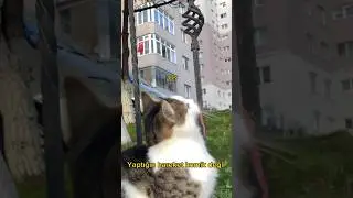 KEDİYLE DERTLEŞİP UWU DEDİK :(