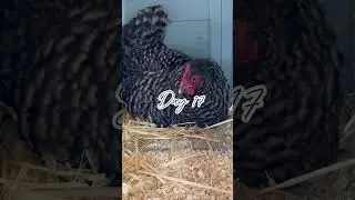Only three chicks have hatched so far!!! Out of 8!!!#chicken #backyardchickens