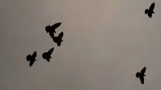 Николаевские голуби в г. Саки