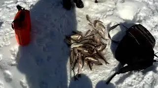 Дикий клев чебака на таежной речке!