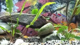 My neon fish
