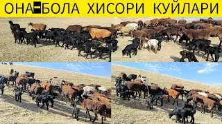 БОБО ТОГДАН ОНА БОЛА ХИСОРИ КУЙЛАРИ