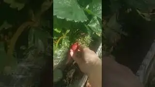 Как поливать клубнику?