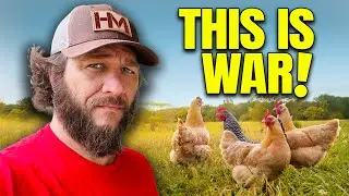 They're Killing Our Chickens!