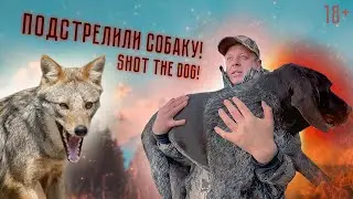 Jackal hunting. This was my dog's last hunt.