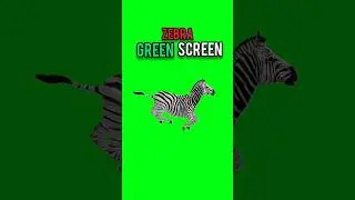 Zebra running green screen