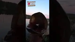 ЛОВЛЯ ЩУКИ НА ПОВЕРХНОСТНЫЕ ПРИМАНКИ. ХЛЮПИК - УБИЙЦА ЩУК СНОВА В ДЕЛЕ. #shorts #fishing #рыбалка