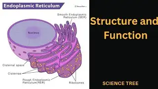 Endoplasmic Reticulum Structure and Function