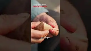 Благовония из шишек и герани💨✨|Видео: 父亲的手艺