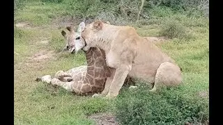 Lions Steal Baby Giraffe From Mother!