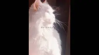 || Китай фд || ЭРХА || Хаски и его Учитель Белый Кот || Чу Ваньнин ||