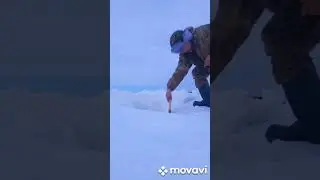 Ловля налима на живца!