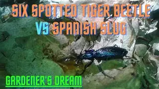 Six spotted Tiger Beetle in action (Vs Spanish slug)