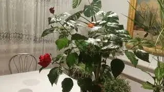Лучшее удобрение для китайской розы.Бутон на каждой веточке .