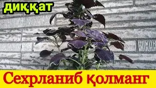ДОЛЗАРБ СЕХРДАН ҚУТИЛИШ