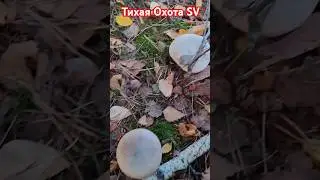 Третья Волна Грибов. Серая Рядовка. 19.10.2024. #4k #video #хобби #тихая Охота #осень #лес #природа