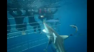 Shark Cage Diving in KwaZulu-Natal, South Africa