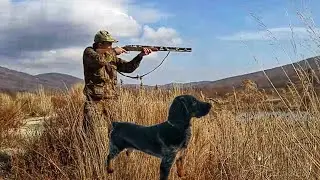 How to train a Dog to Shot, Fireworks and Firecrackers. Raising a Puppy. Russian spaniel.