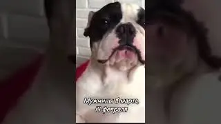 Мини французские бульдоги мужчины дарят цветы 8 марта 