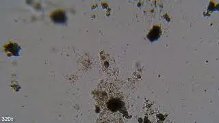 The Jar Habitat Experiment #1.03 - 15.03.2024