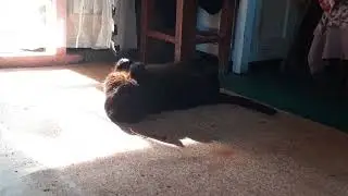 лежит на солнышке