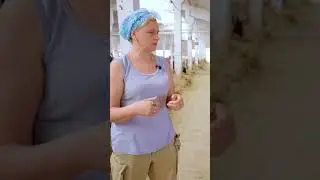Жара в коровниках 