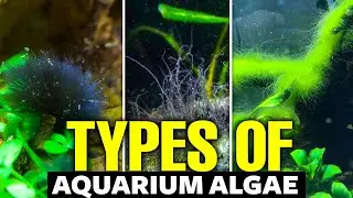 Types of Aquarium Algae: How to Identify and Manage Them