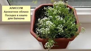 Алиссум ампельный. Посадка в кашпо.