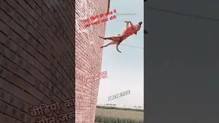 flying dog #dogjump #jump #stunt #flip #flying #shorts #youtubeshorts