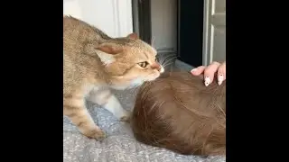 Расслабься Котики. Смешные Коты и Кошки. Приколы с котами