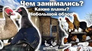Куры и Индоутки! Небольшой обзор!