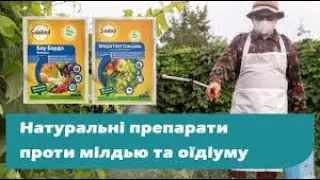 Органічний захист винограду препаратами Солабіол