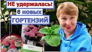 Гортензии прямо из Европы. Распаковка с сайта Цветочные мечты. Было 64 гортензии, а стало 70 шт.