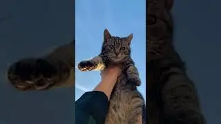 МУЖЧИНА СПАС КОТЁНКА, КОТОРЫЙ ОСТАЛСЯ НА УЛИЦЕ / ПРИЮТИЛ КОТА / man saved kitten