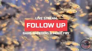 Yippee, WE'VE GOT FRY!!!   Follow-Up to Live Stream #08