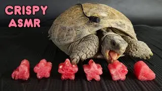 ASMR: Tortoise turtle Munching on Watermelon